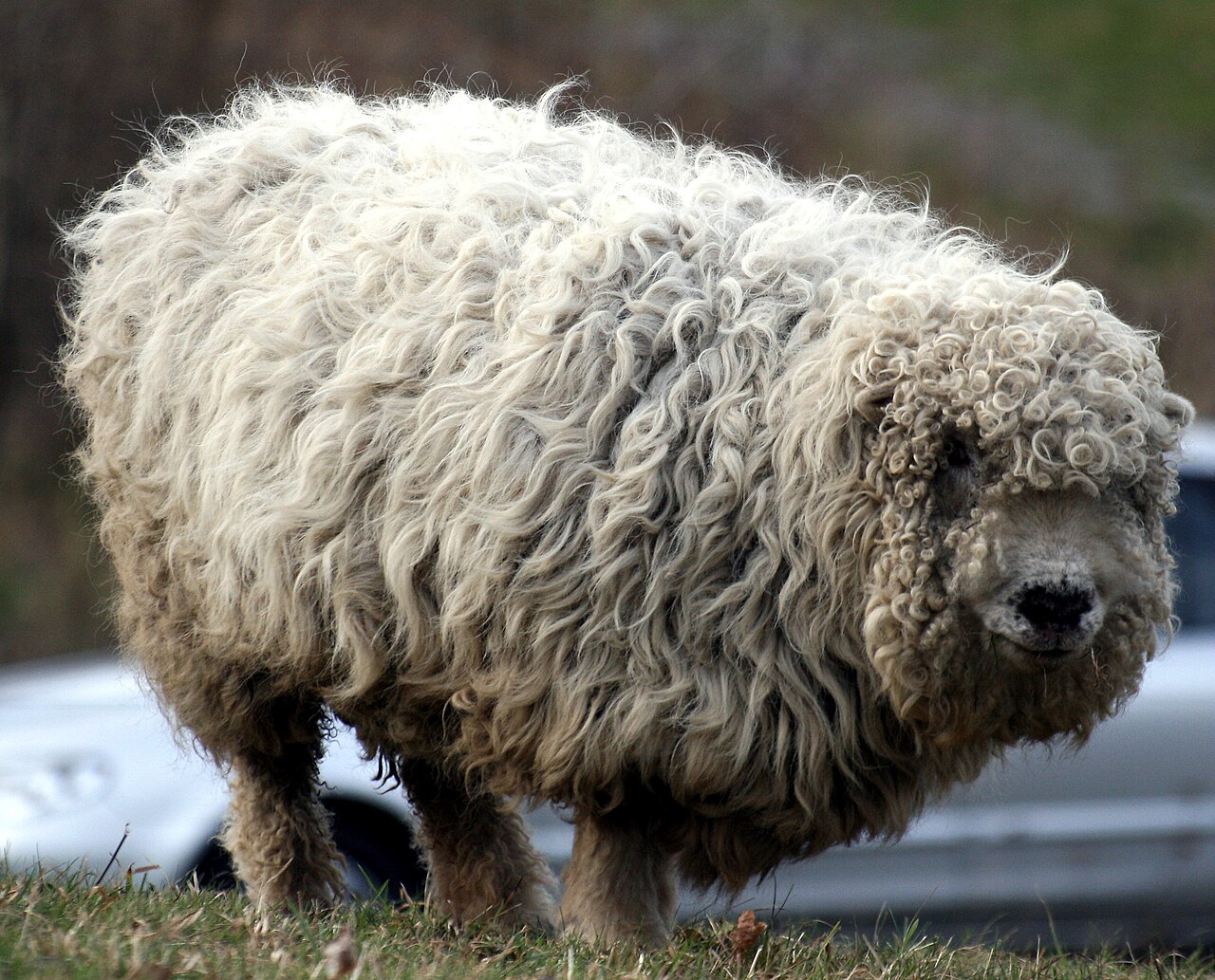 Greyface Dartmoor