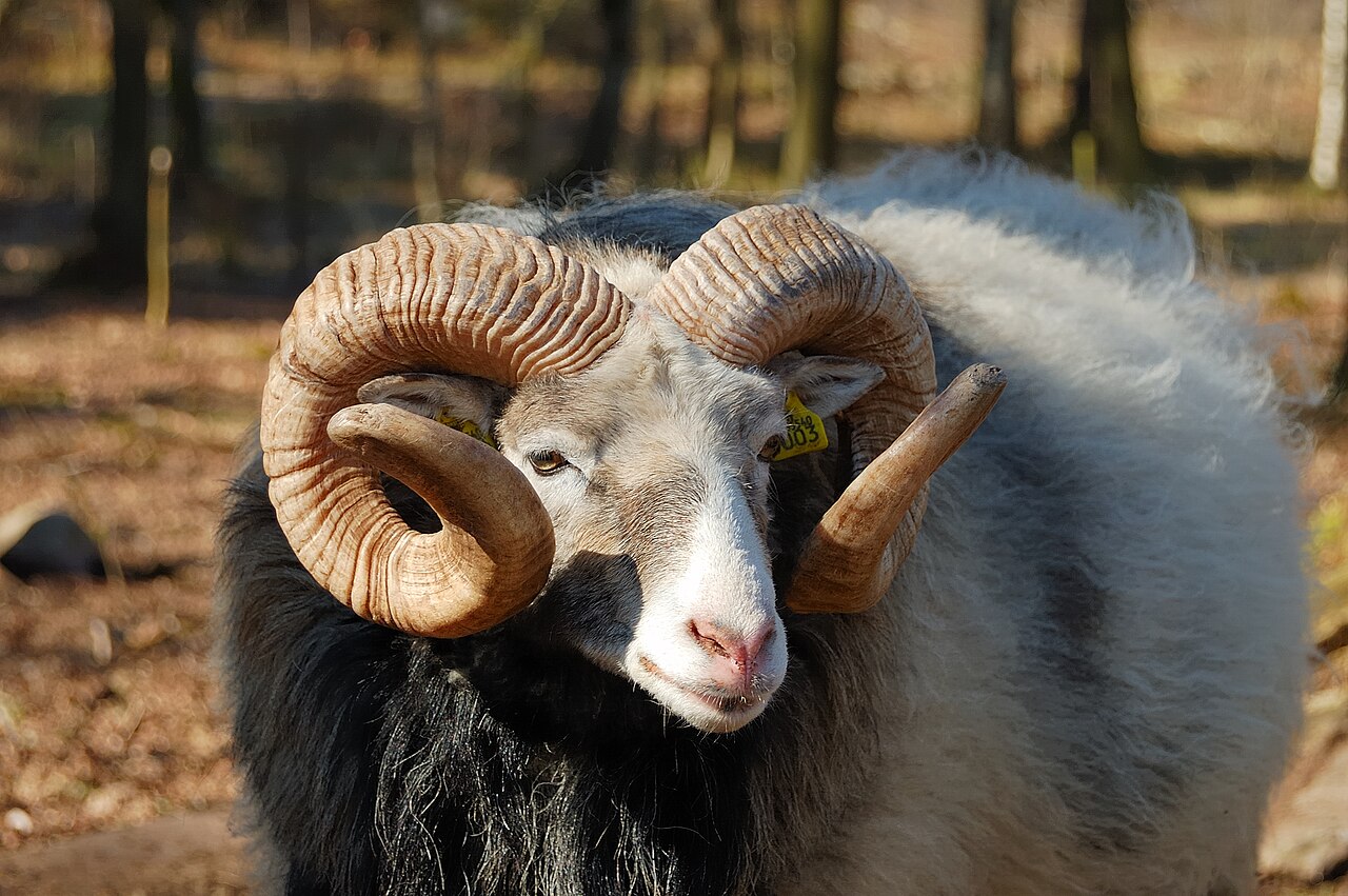 Gute sheep