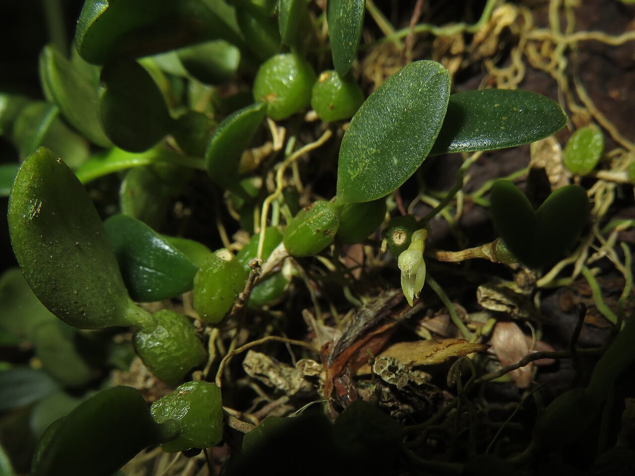 Bulbophyllum inconspicuum
