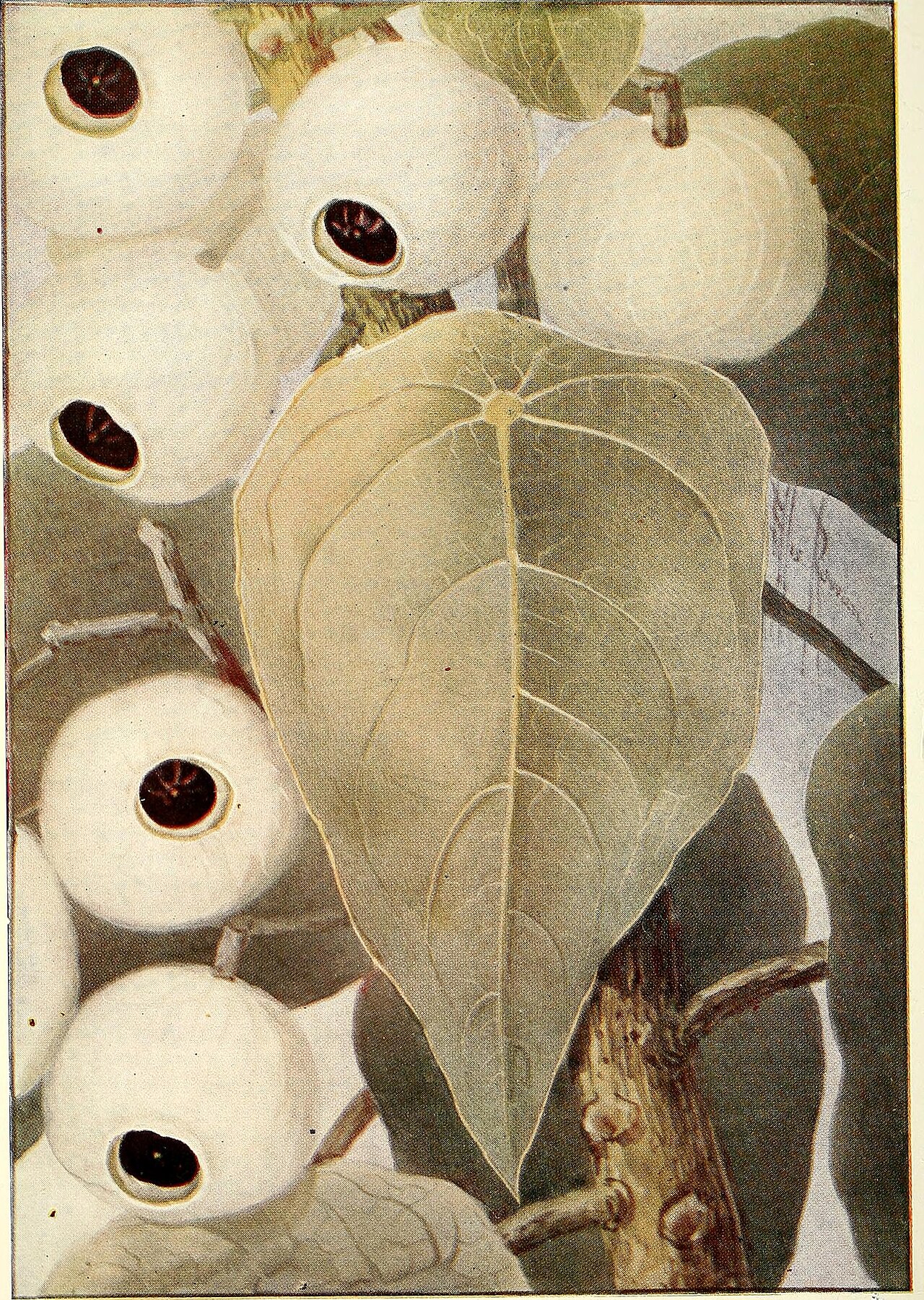 Cassytha racemosa