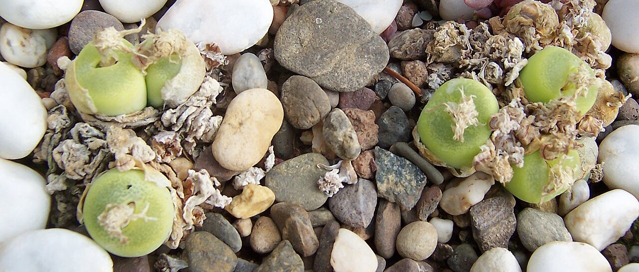 Conophytum subfenestratum