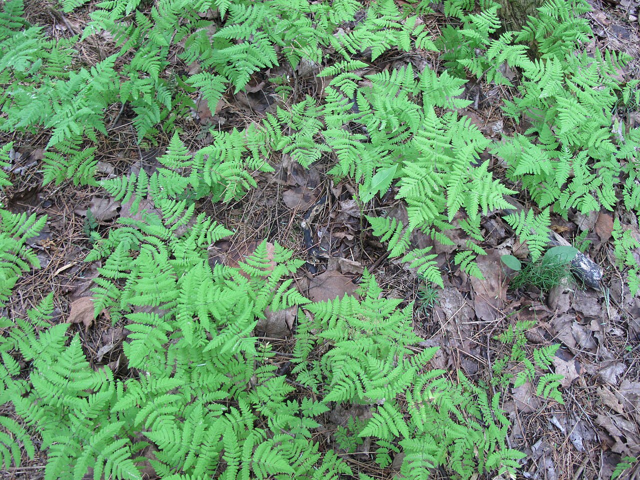 Gymnocarpium disjunctum