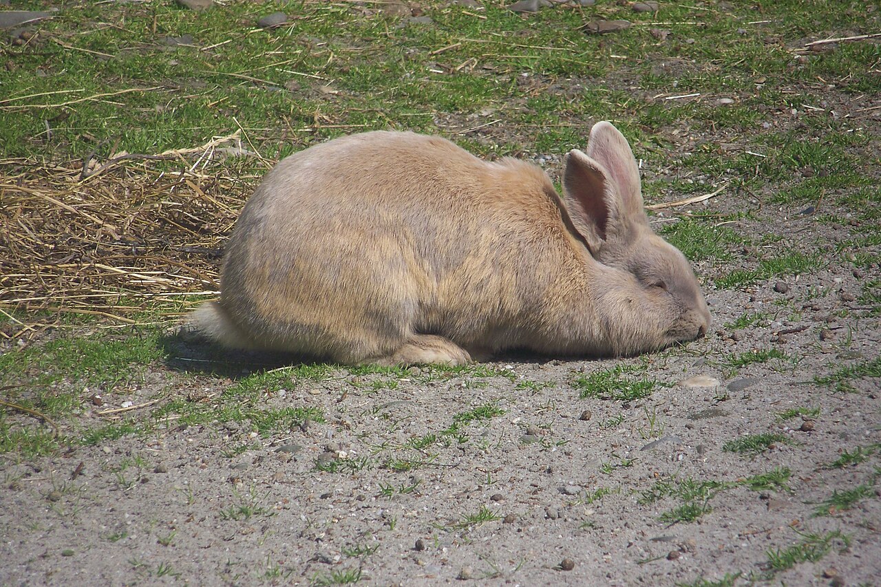 Beige rabbit