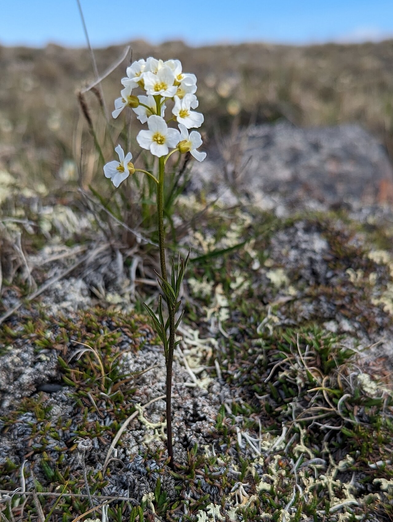 Cardamine digitata
