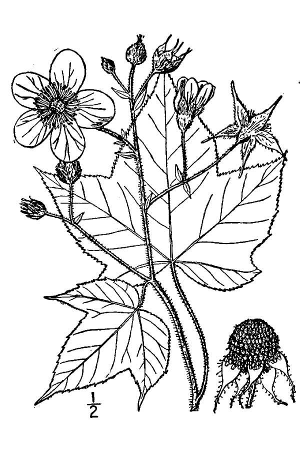 Rubus odoratus