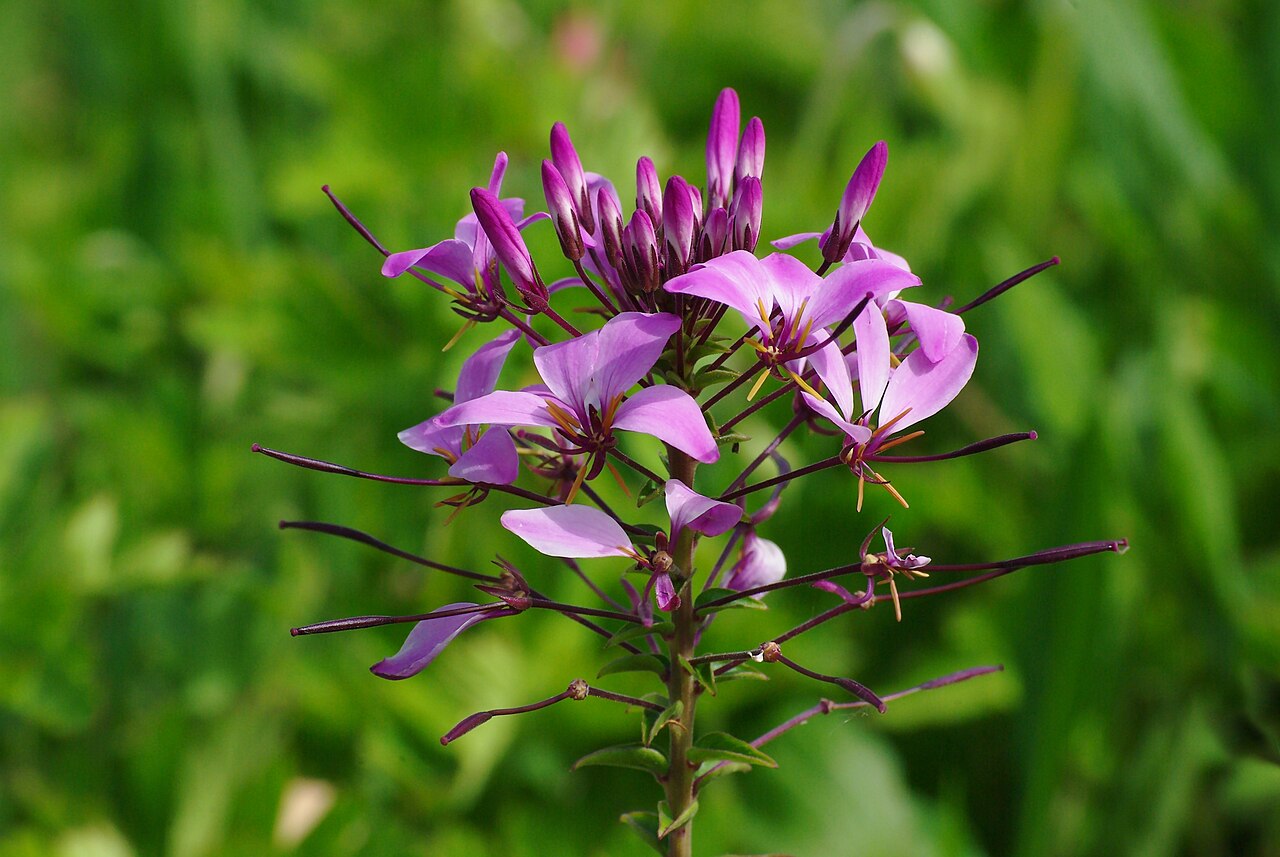 Tarenaya spinosa