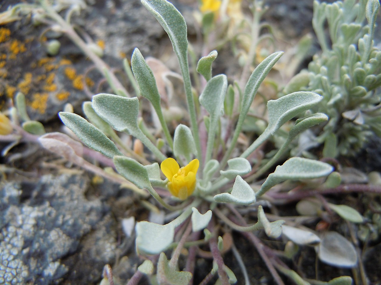 Physaria ludoviciana