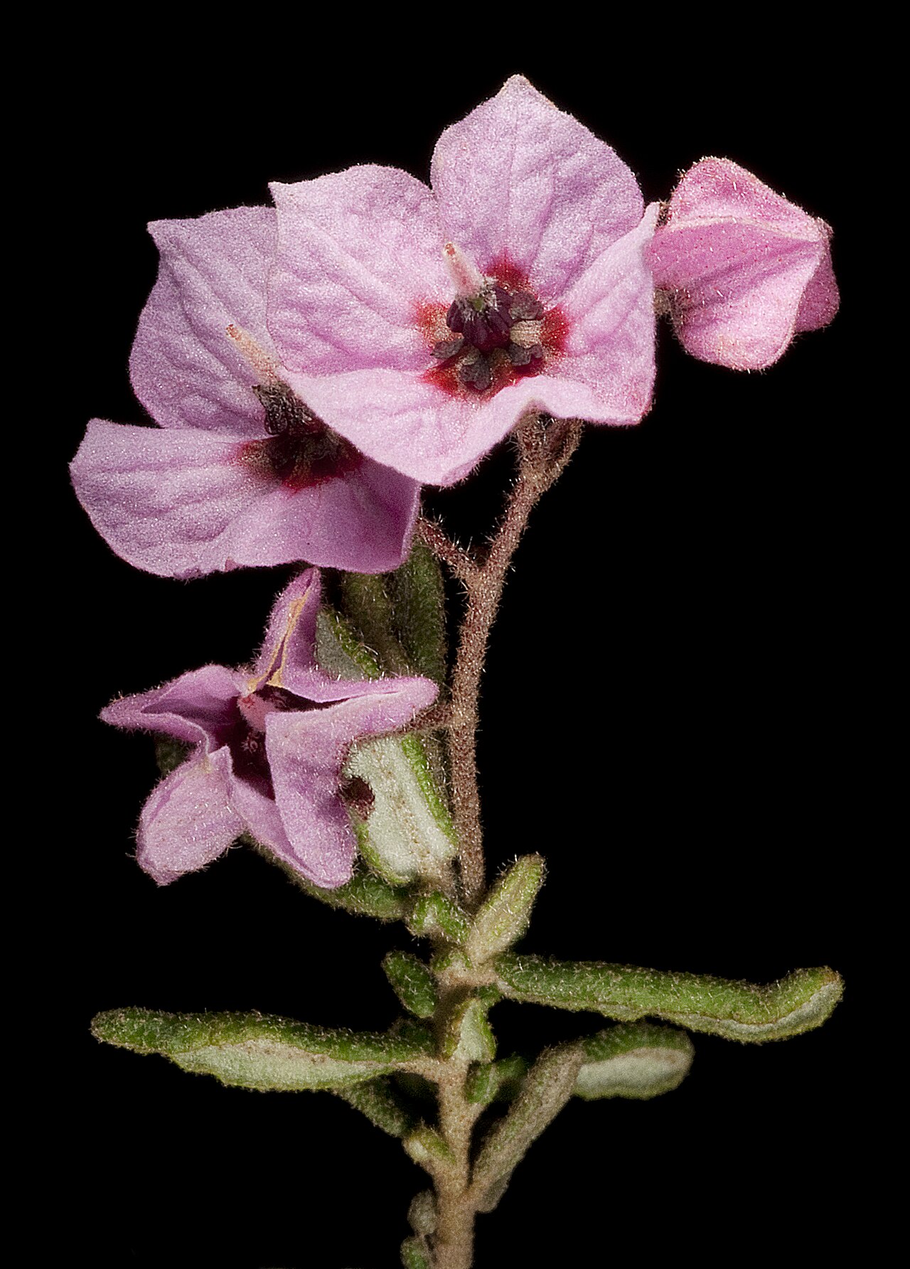Guichenotia micrantha