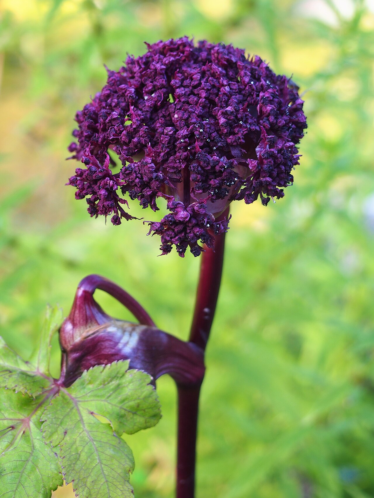 Angelica gigas