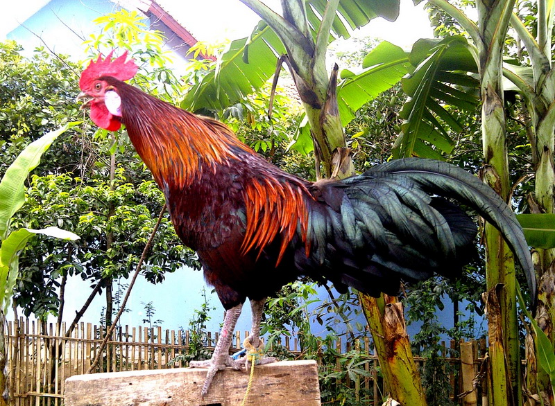 Laughing Chicken