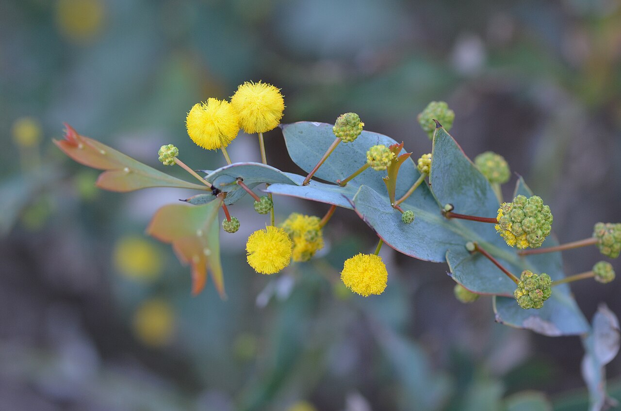 Clay wattle