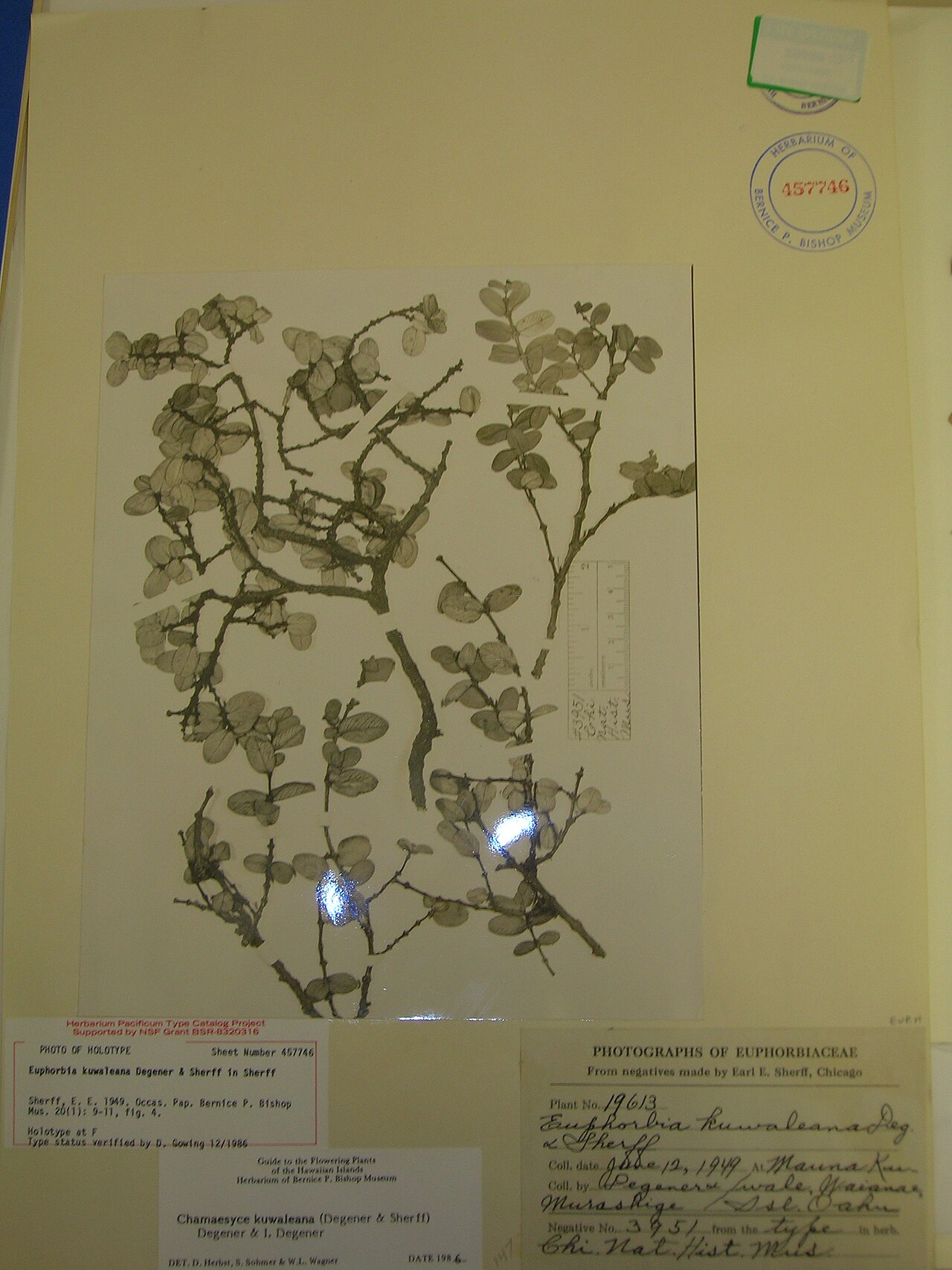 Euphorbia kuwaleana