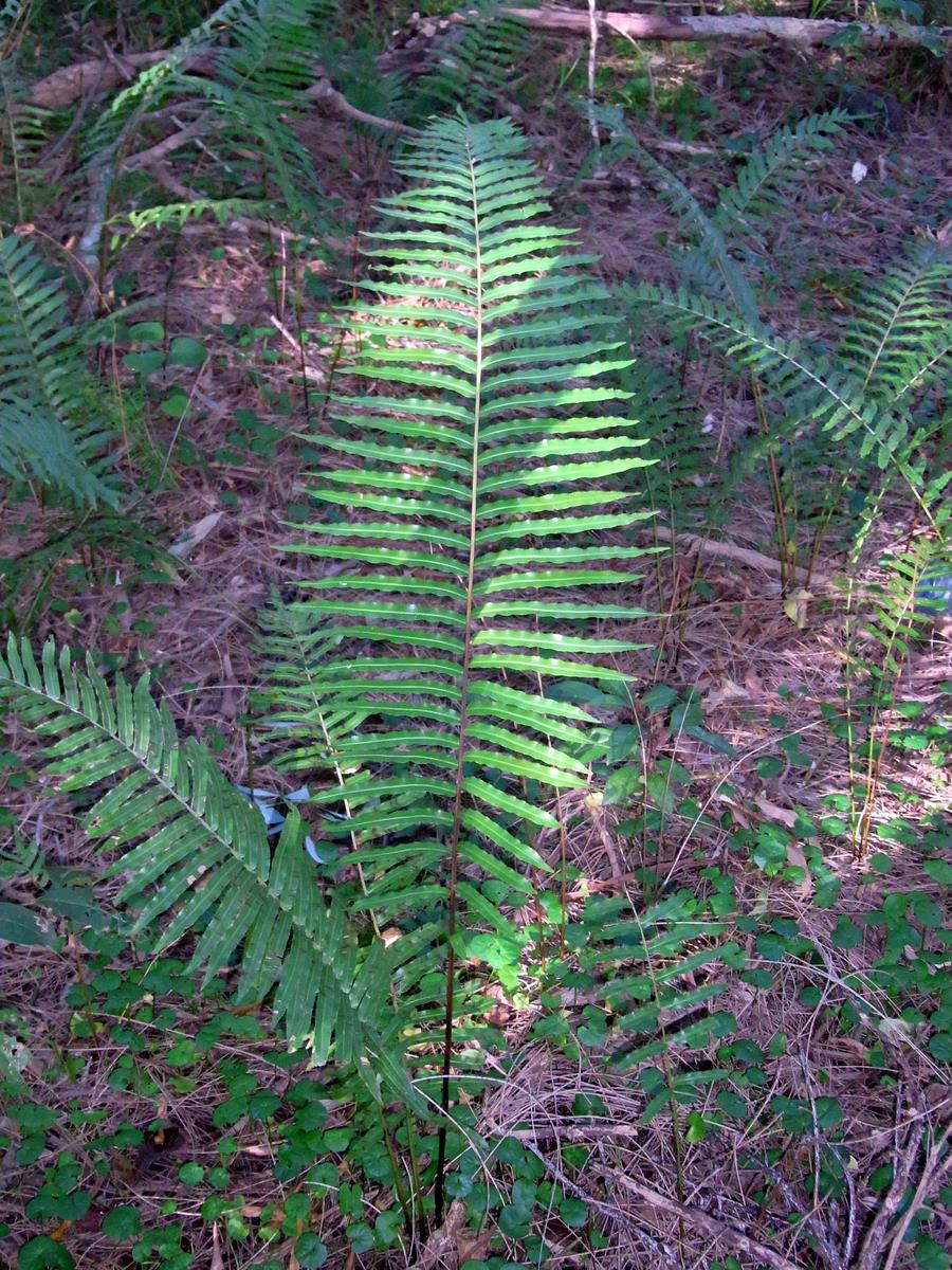 Blechnum indicum
