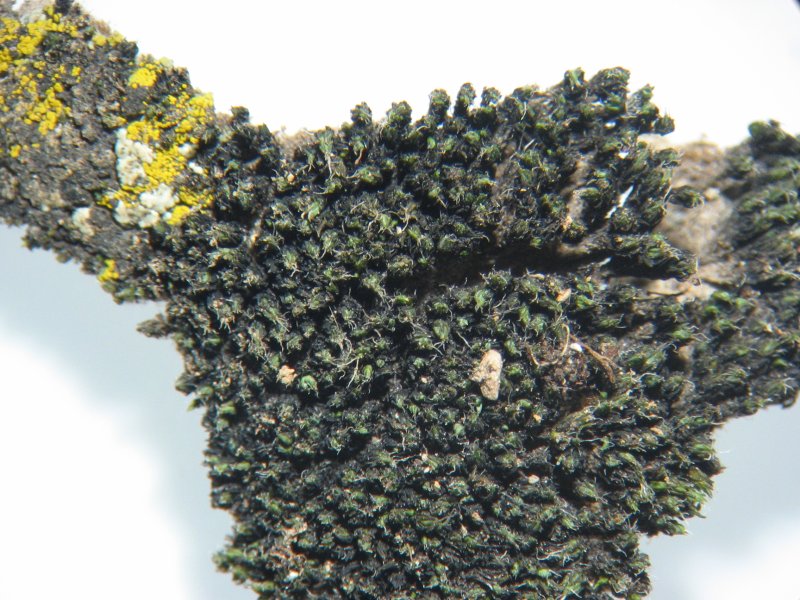 Grimmia alpestris