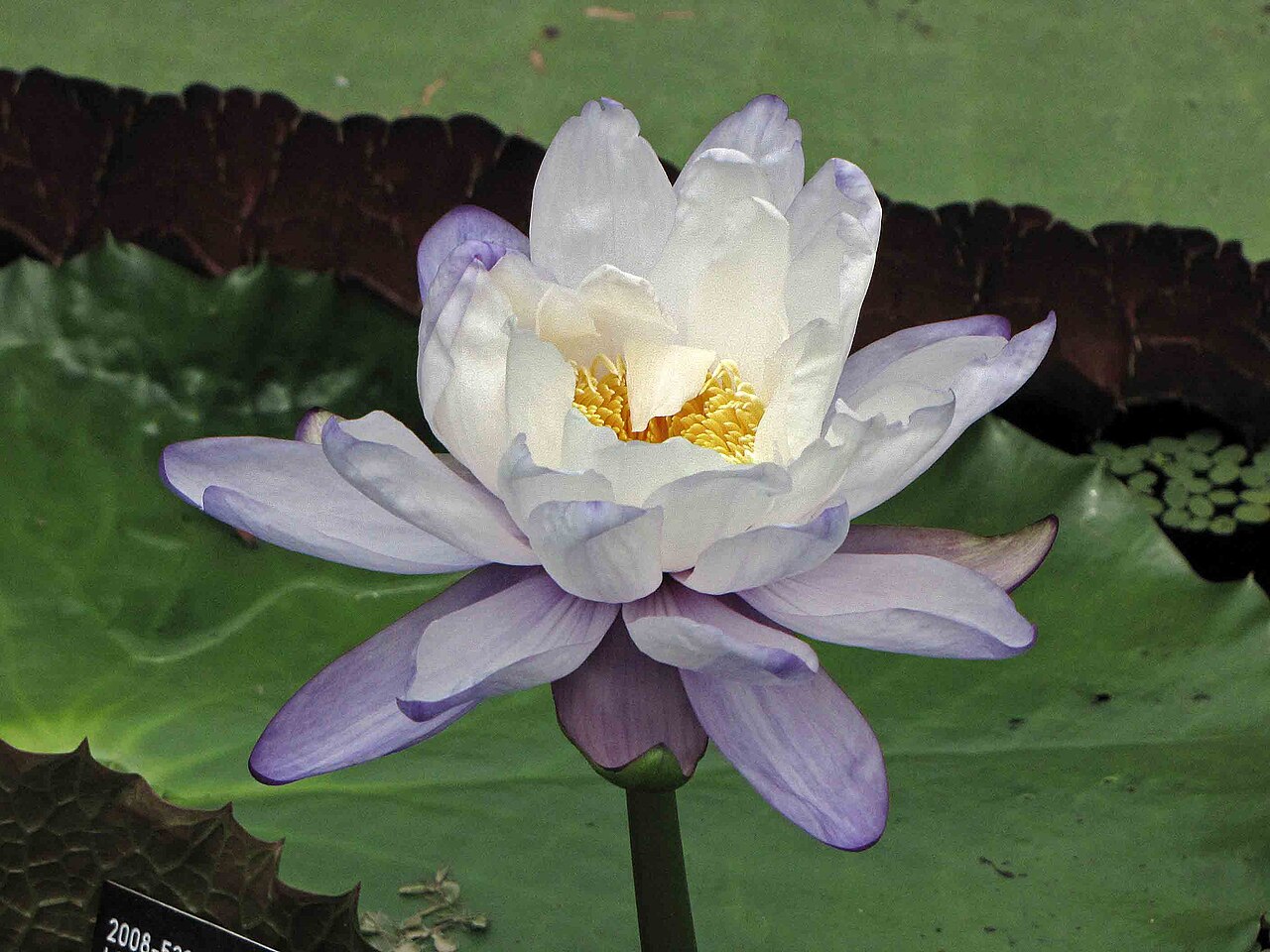 Nymphaea immutabilis