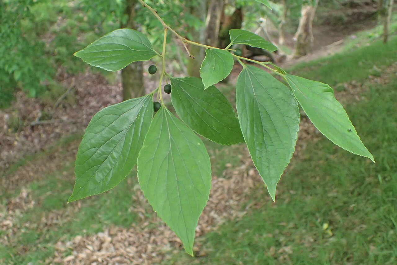 Celtis biondii