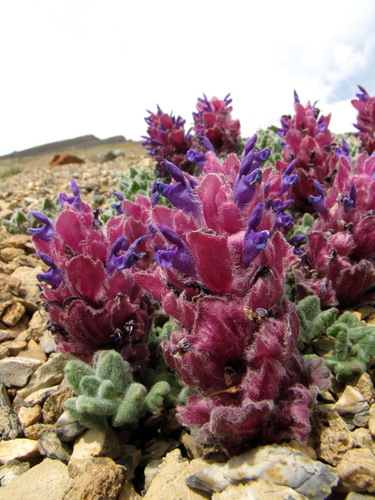 Dracocephalum origanoides