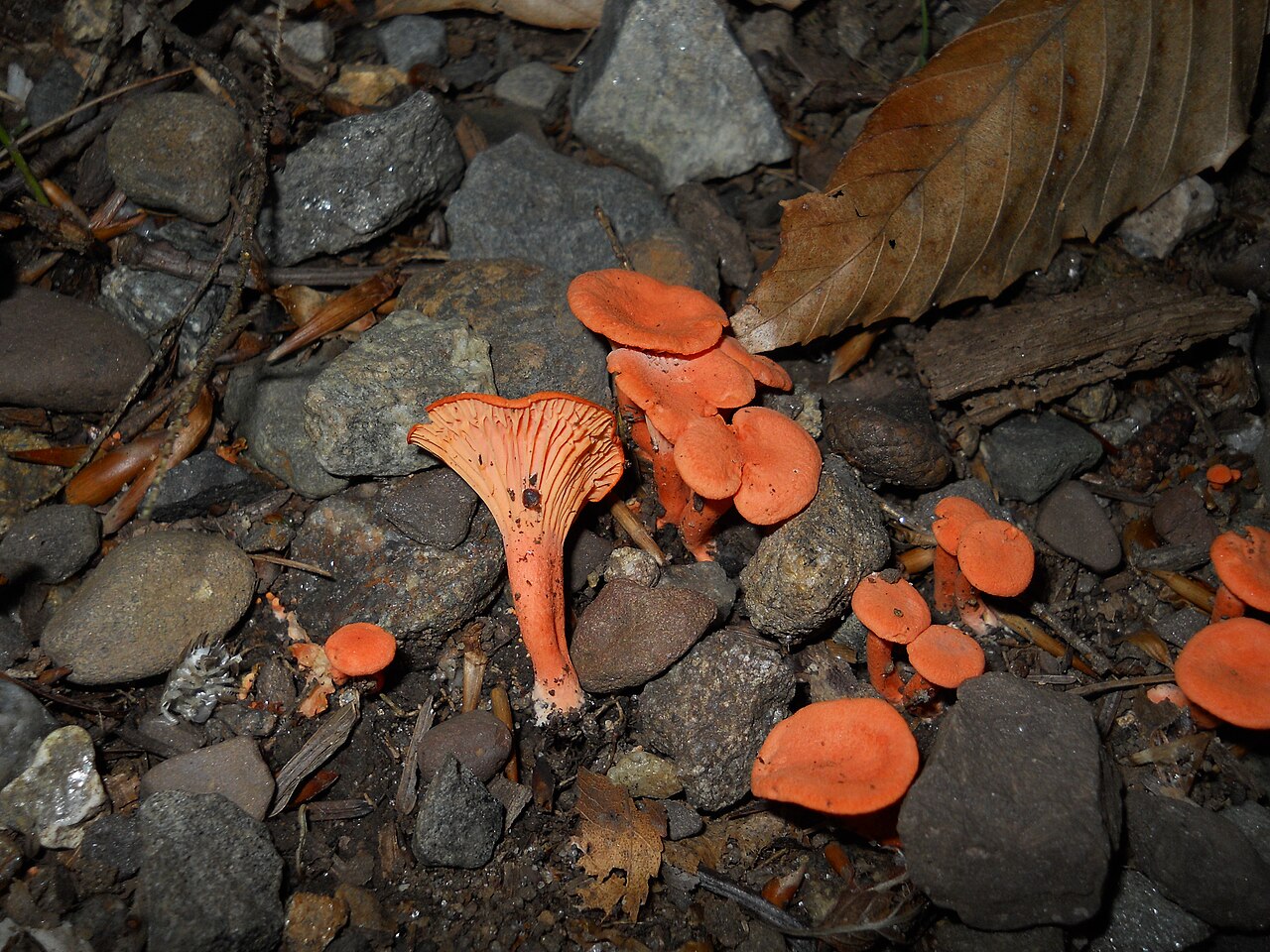 Cantharellus cinnabarinus