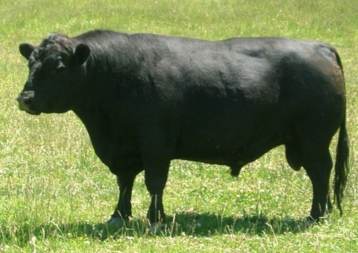 Lowline cattle