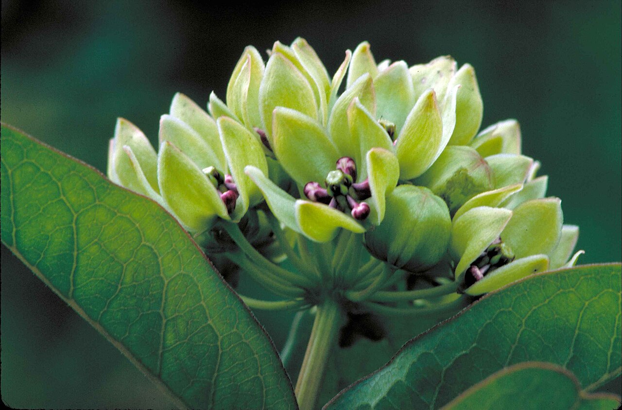 Asclepias viridis