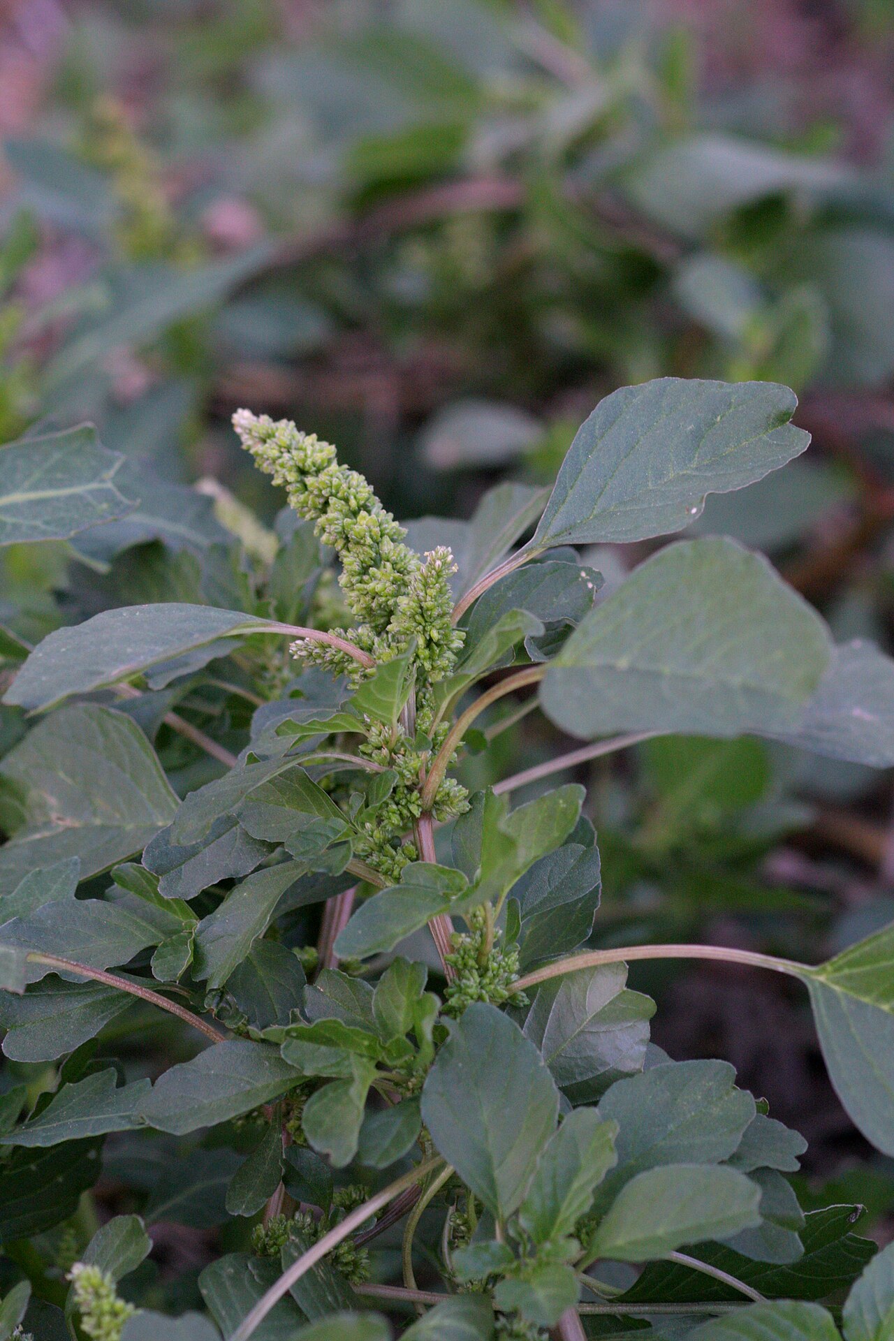 Amaranthus adscendens