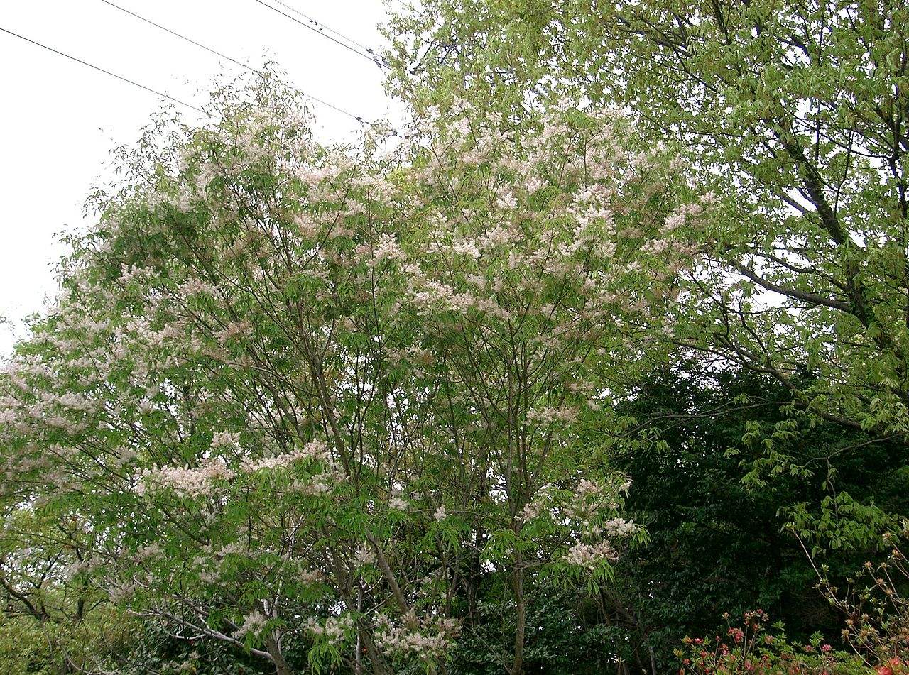 Fraxinus sieboldiana