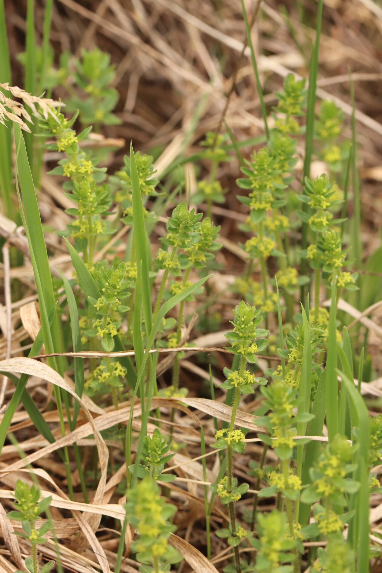 Cruciata