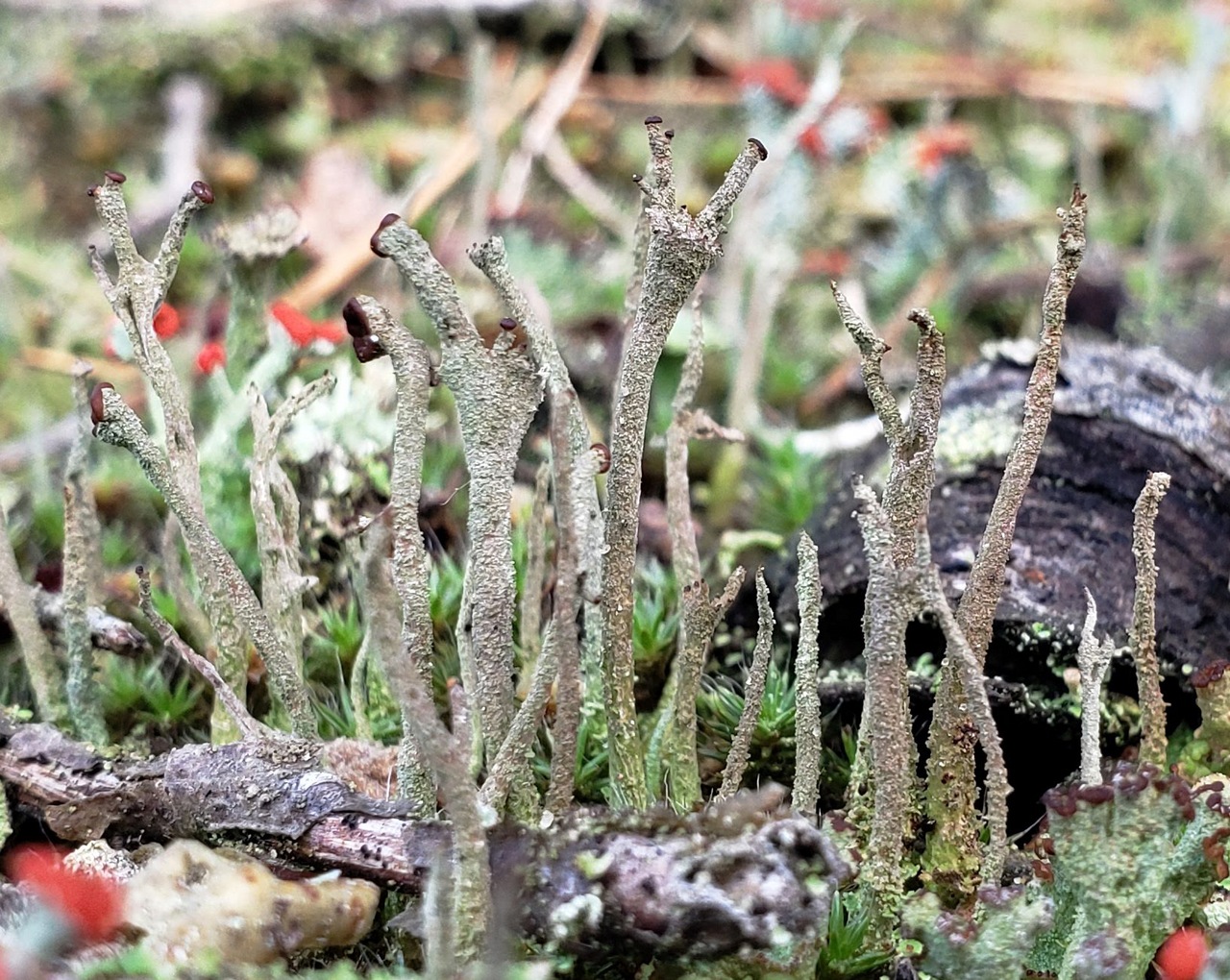 Wand lichen