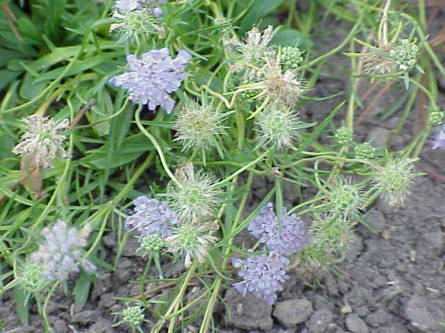 Scabiosa vestina
