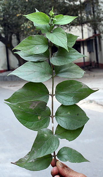 Nyctanthes arbor-tristis