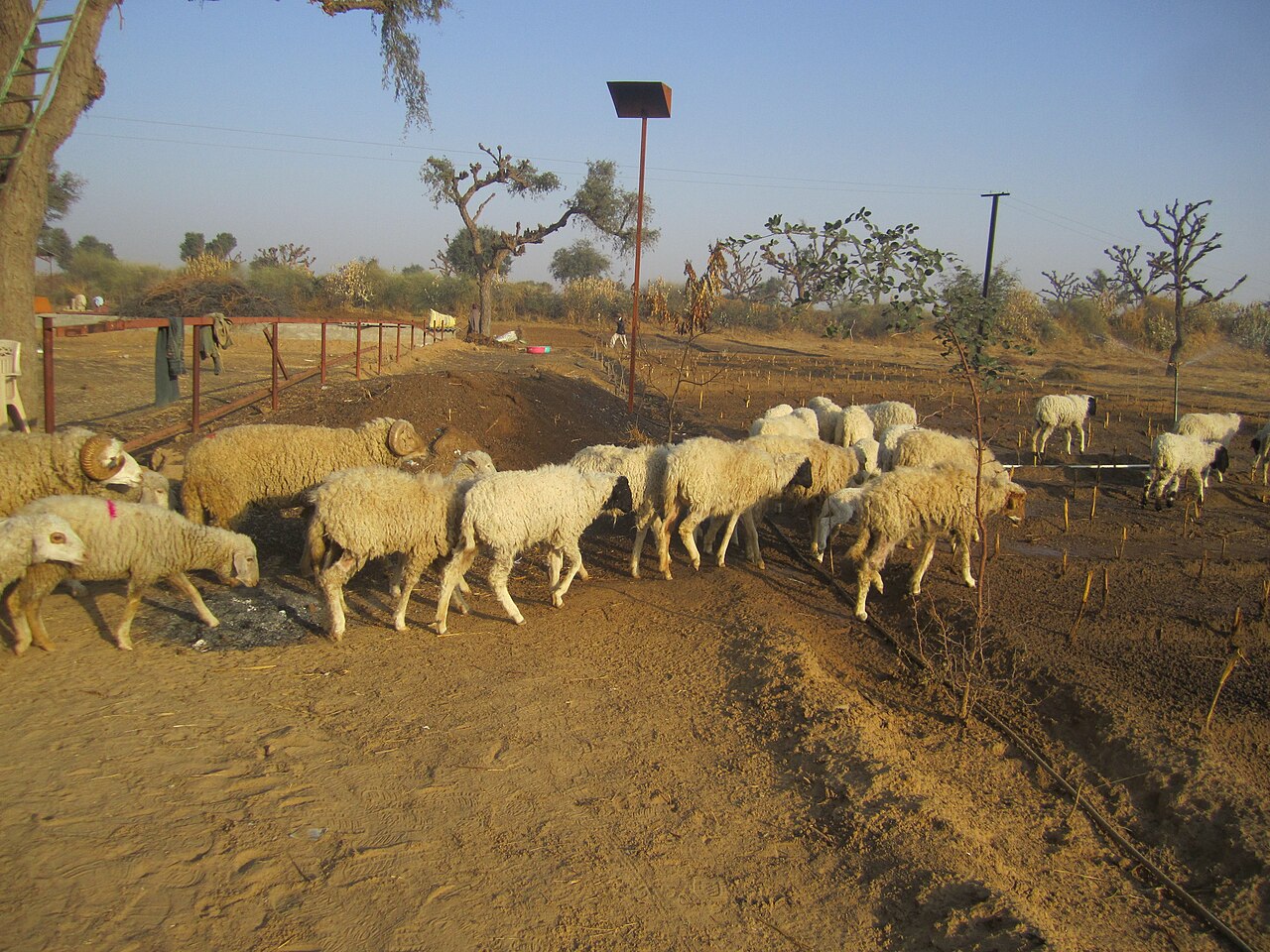 Magra sheep