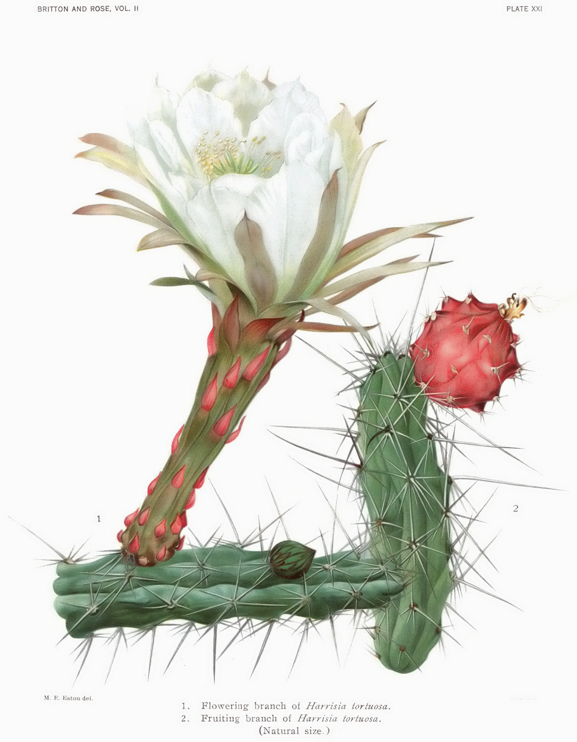 Harrisia tortuosa