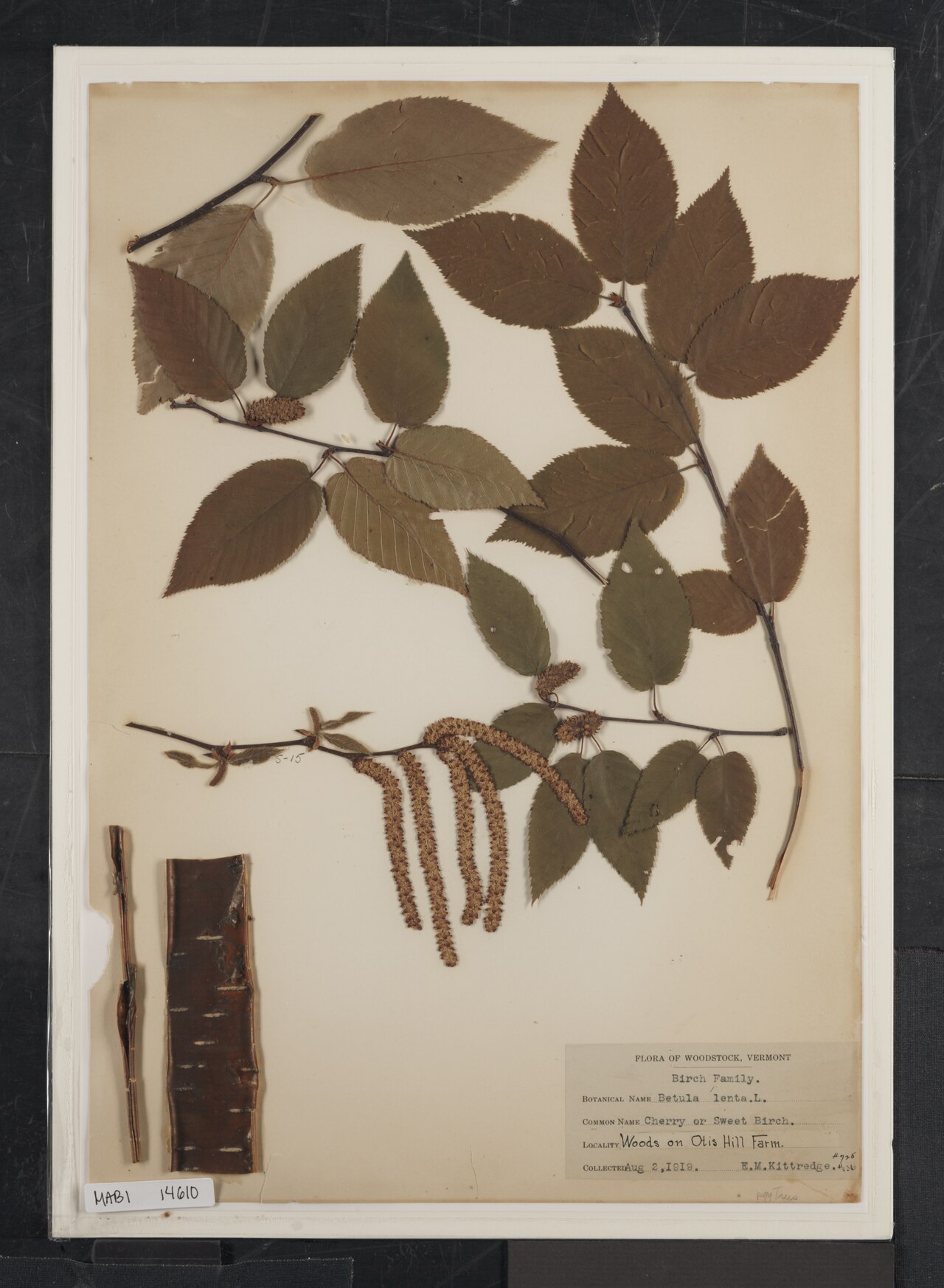 Betula lenta