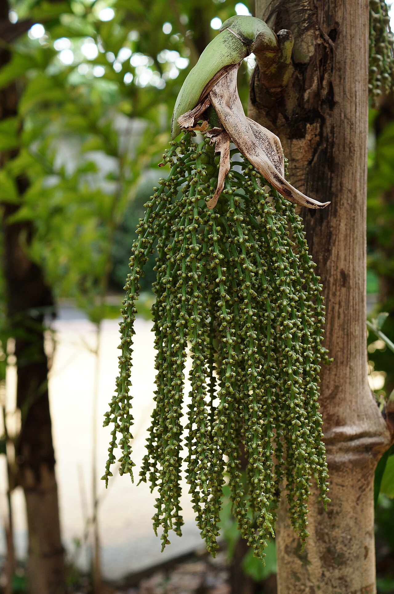 Clustering fishtail palm or fishtail pal