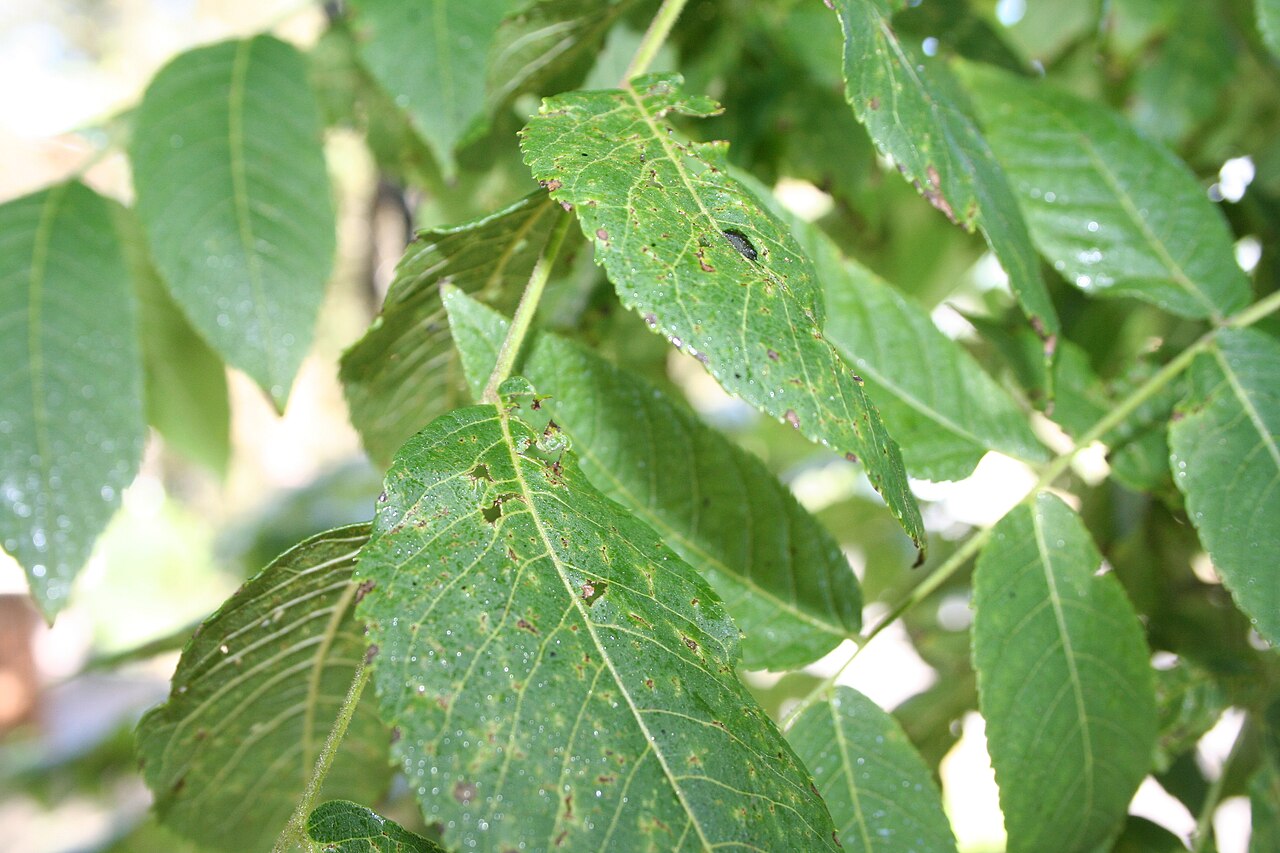 Geosmithia morbida