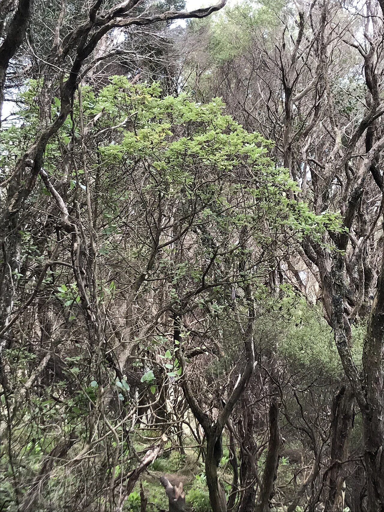 Brachyglottis pentacopa