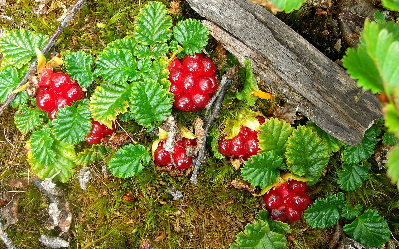 Rubus geoides