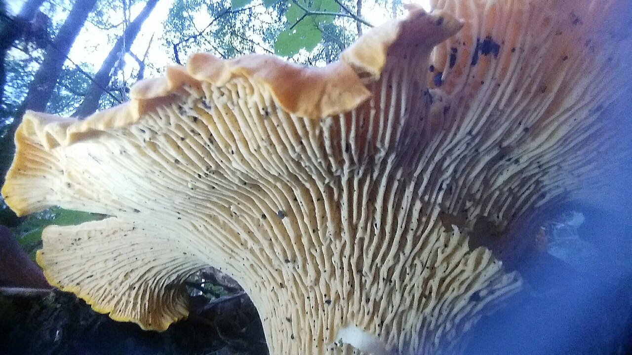 Cantharellus californicus