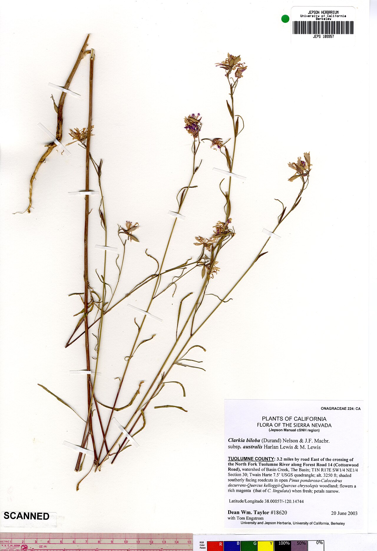 Clarkia australis