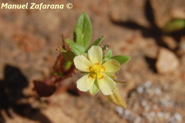 Helianthemum sanguineum