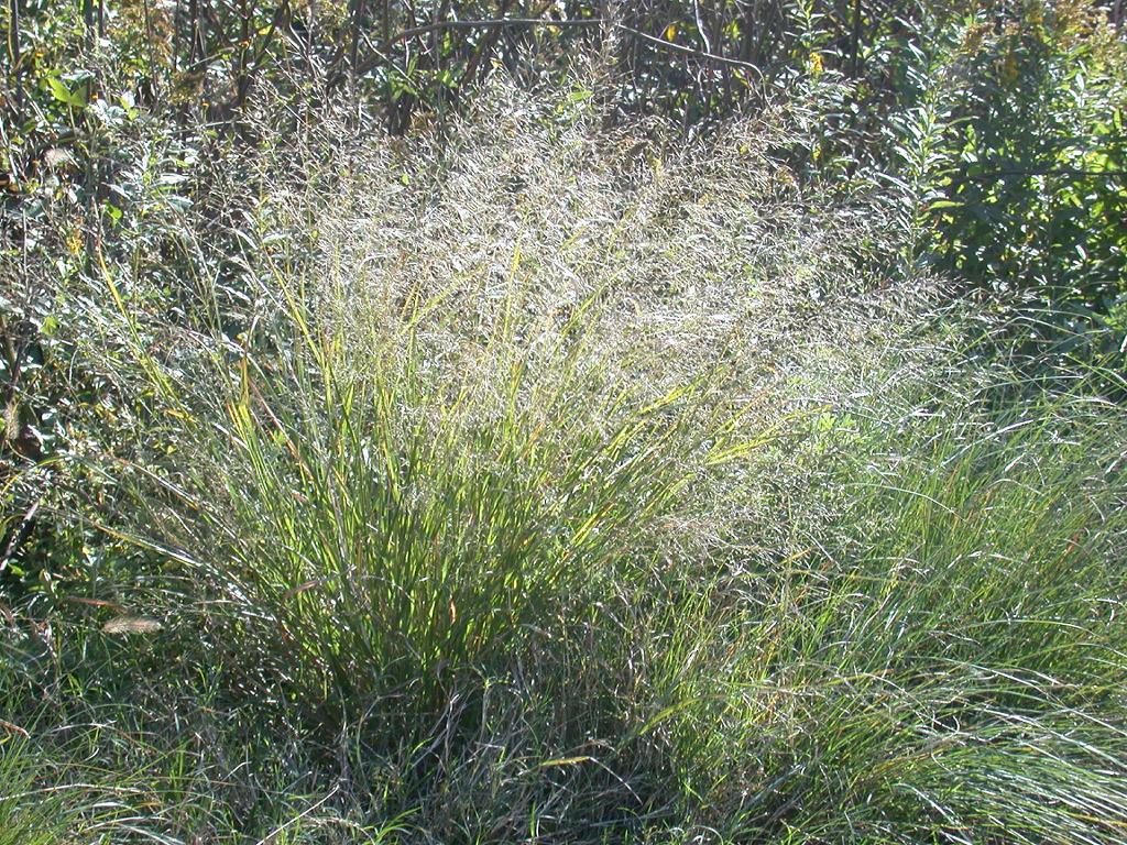 Eragrostis ferruginea