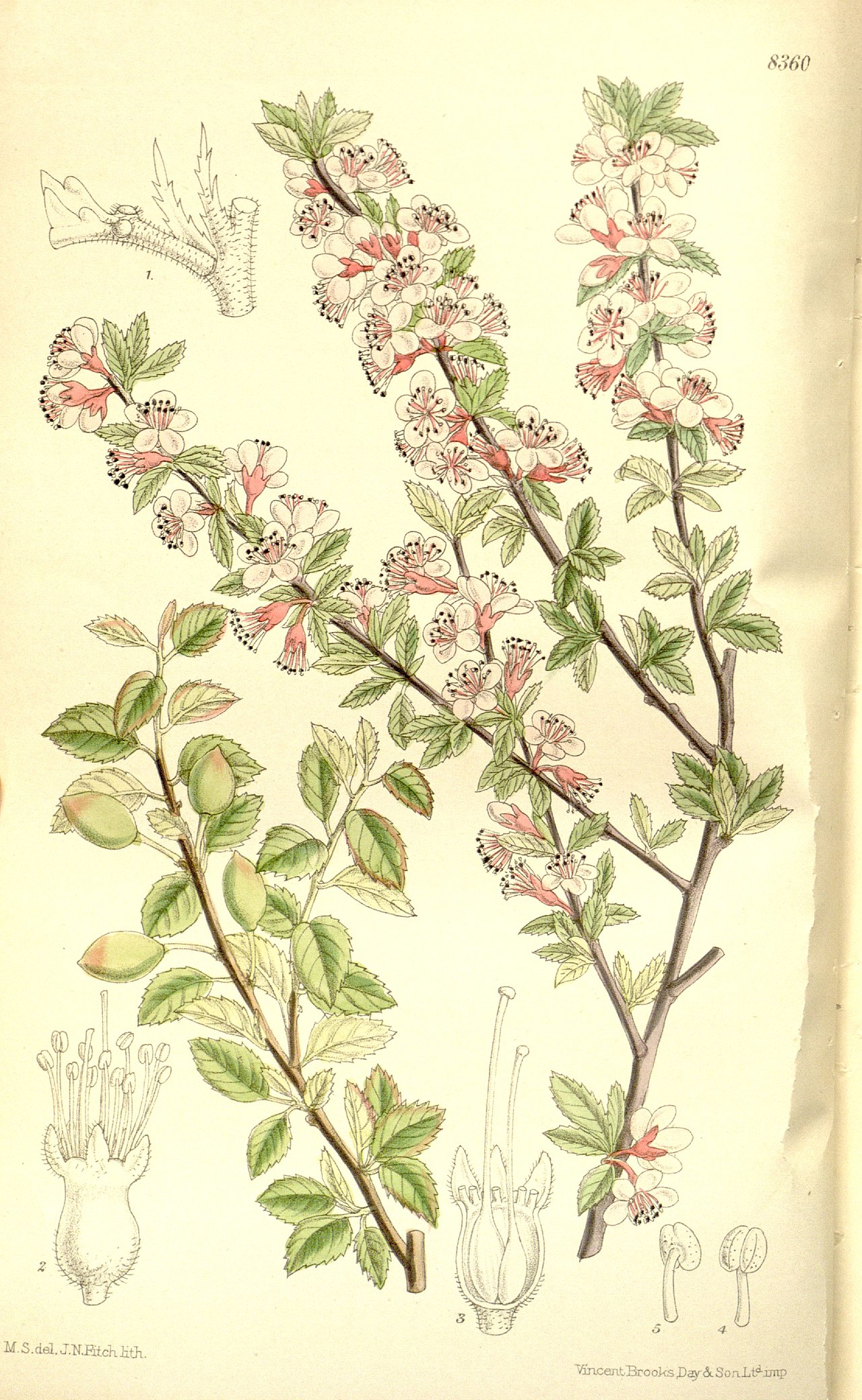 Prunus microcarpa