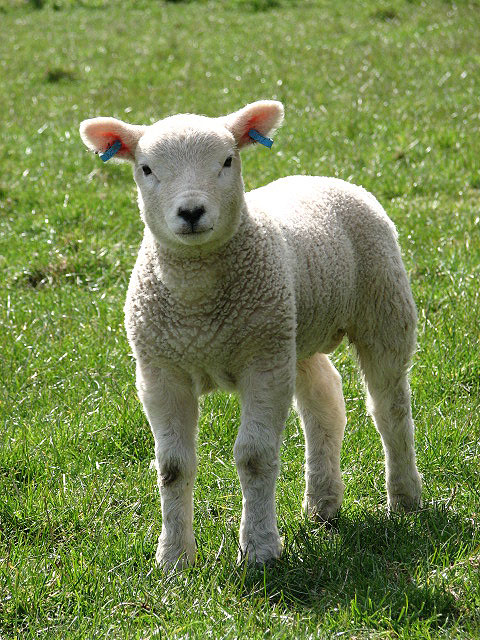 Texel