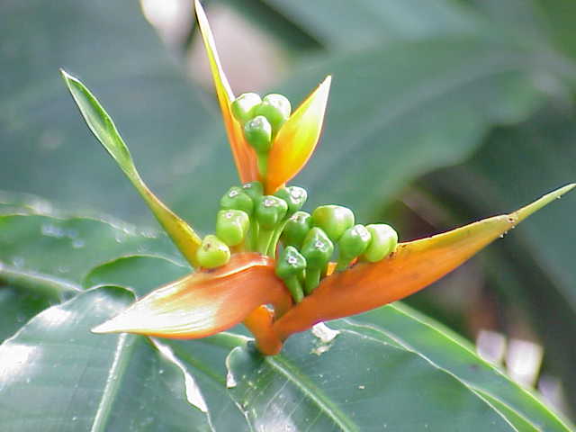 Heliconia aurantiaca