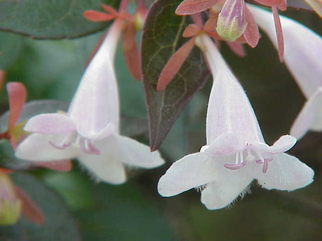 Abelia floribunda