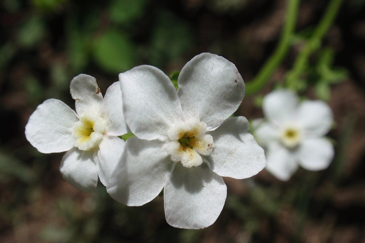 Hackelia californica