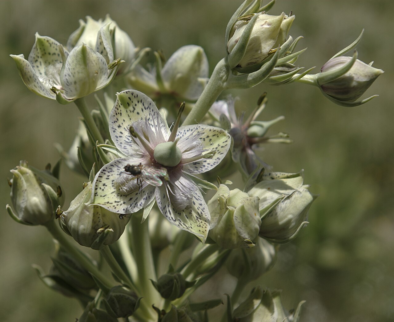 Frasera speciosa