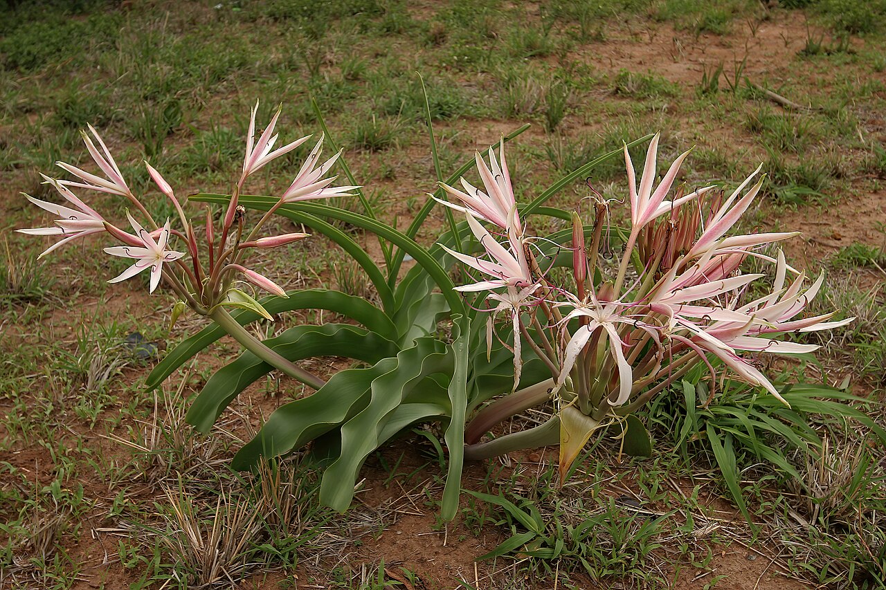 Crinum buphanoides