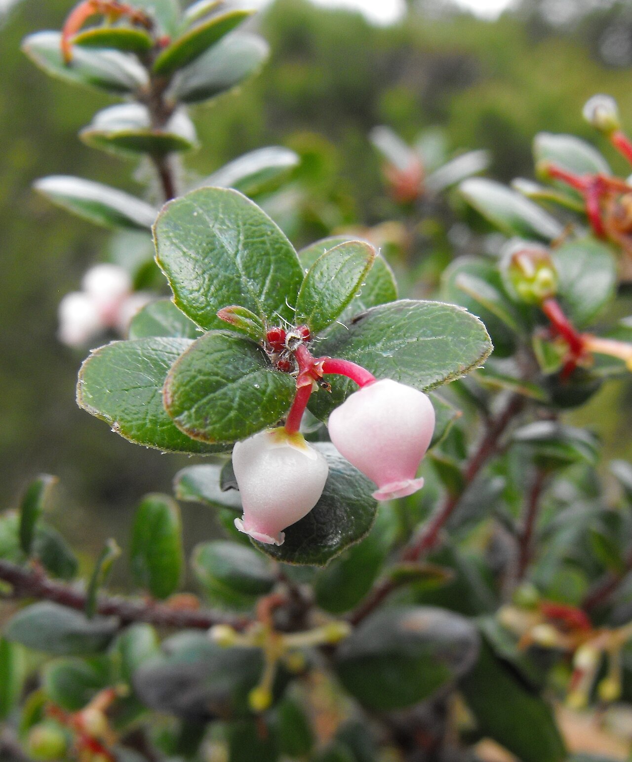 Arctostaphylos mendocinoensis