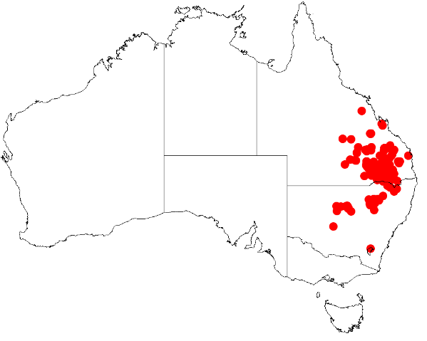 Acacia burrowii